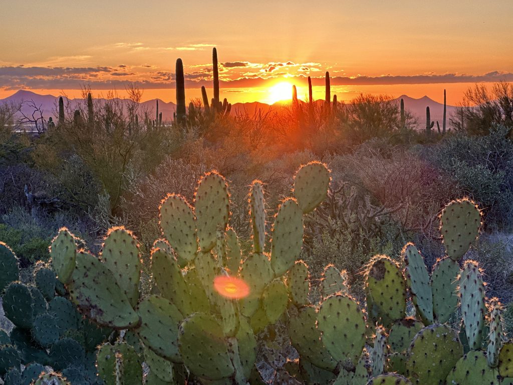 Saguaro National Park, California | How to Plan a Solo Cross-Country Road Trip | Feather & Flint