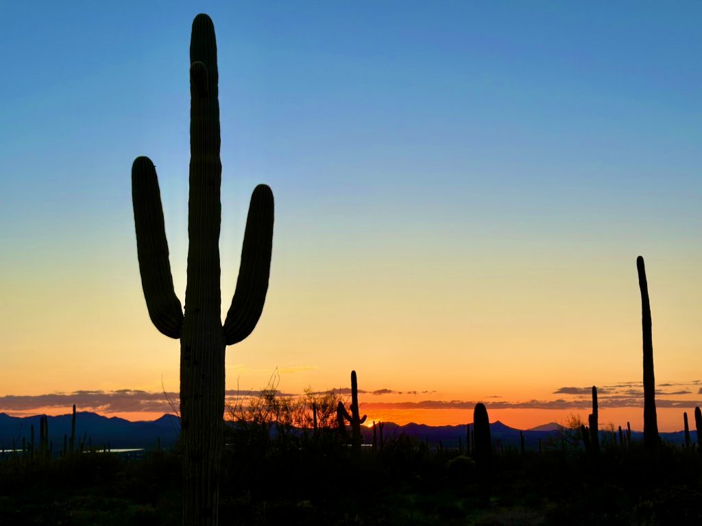 Saguaro National Park, Arizona | How to Plan a Solo Cross-Country Road Trip | Feather & Flint